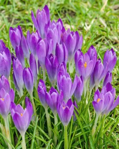 tommasinianus barr's purple.jpg